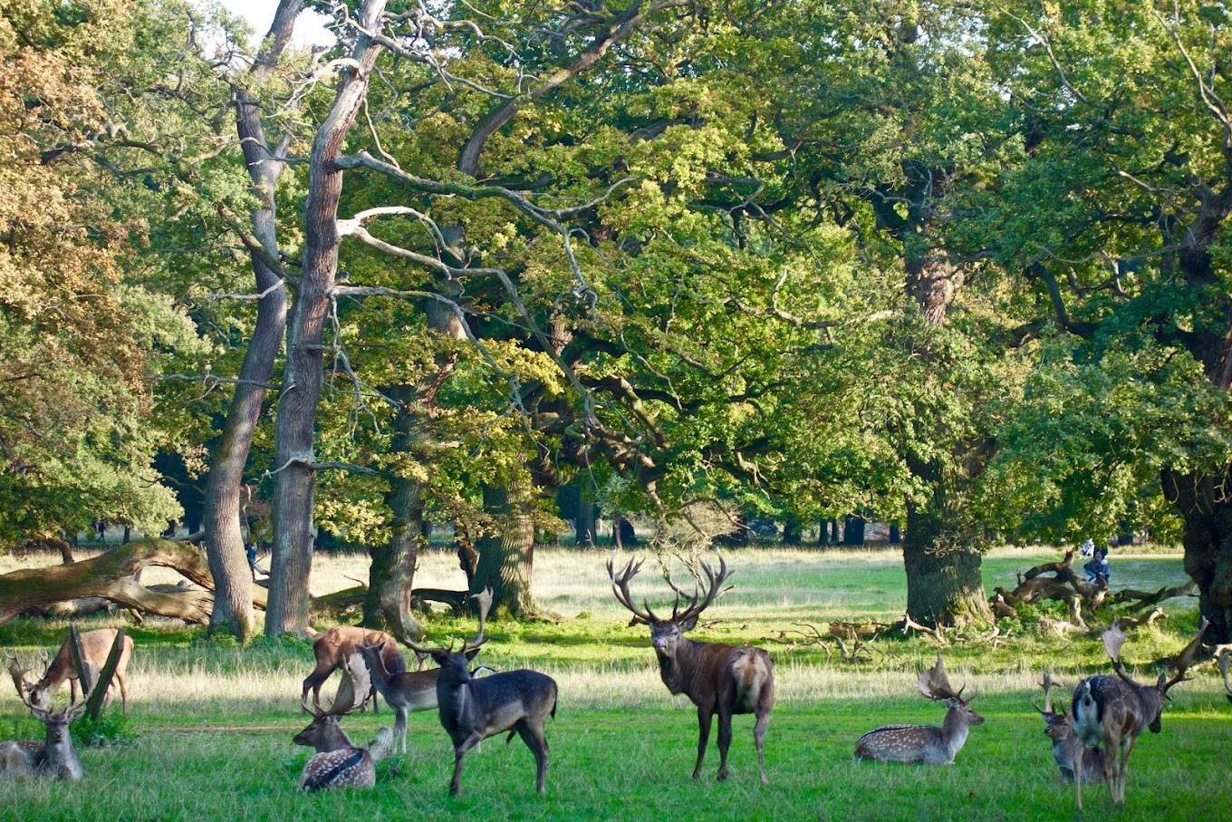 City & Forest Adventure: Bike tour (Private)